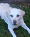 Ollie - Labrador Retriever (14 ans)