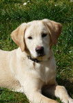 Darling - Labrador Retriever (3 ans)