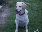 Ora - Labrador Retriever (13 ans)