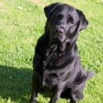 Sweetie Satting - Labrador Retriever (1 an)