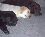 Cake, May May, and Sweetie Laying down ta May may's House - Labrador Retriever (2 ans)