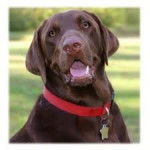 Chocolate - Labrador Retriever (4 ans)
