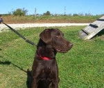 Chocolate going to be trianed - Labrador Retriever (2 ans)