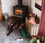 Chocolate at my house - Labrador Retriever (2 ans)