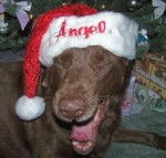 Chocolate at Chrismas - Labrador Retriever (2 ans)
