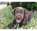 Chocolate as a puppy outside - Labrador Retriever (6 mois)