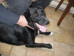 Molly - Labrador Retriever (1 an)
