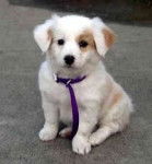 poppy - Labrador Retriever (6 mois)