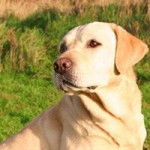 belle - Labrador Retriever (3 ans)