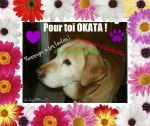 okata - Labrador Retriever M&acirc;le (12 ans)