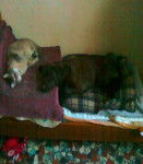 Gamine - Labrador Retriever (7 ans)