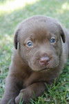 Sheba - Labrador Retriever (4 mois)