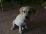 Tin - Labrador Retriever Mâle (2 ans)