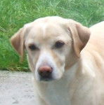 cerise - Labrador Retriever (4 ans)