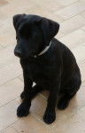Erika - Labrador Retriever (3 mois)
