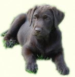 nalla - Labrador Retriever (1 an)