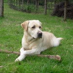 Makoki - Labrador Retriever M&acirc;le (2 ans)