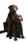 chloe and sabrina - Labrador Retriever (2 ans)