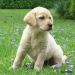 izaskun - Labrador Retriever (4 mois)