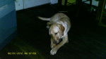 sam - Labrador Retriever (1 an)