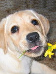Honey - Labrador Retriever (6 mois)