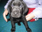 Wilson - Labrador Retriever