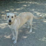 Sally - Labrador Retriever (8 ans)