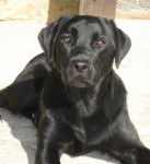 Lili - Labrador Retriever (6 ans)