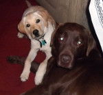 1997chloe - Labrador Retriever M&acirc;le (Autre)