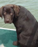 kelly - Labrador Retriever (Autre)
