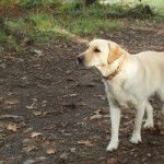 Musa - Labrador Retriever (4 ans)