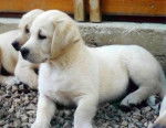 Stich - Labrador Retriever M&acirc;le (4 mois)