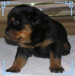 prunella - Labrador Retriever (8 mois)