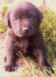 Zira - Labrador Retriever (3 mois)