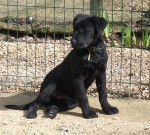 louki - Labrador Retriever M&acirc;le (4 mois)