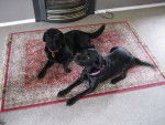 Ruby and Cleo - Labrador Retriever (4 ans)