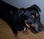 biscuit - Labrador Retriever M&acirc;le (9 ans)