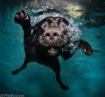 Shadow - Labrador Retriever M&acirc;le (4 ans)