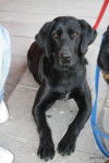 Viena - Labrador Retriever (4 ans)