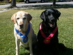 Skippy and Waffles - Labrador Retriever (13 ans)