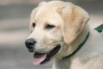 praline - Labrador Retriever (1 an)