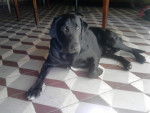 blacky - Labrador Retriever M&acirc;le (2 ans)