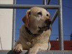 Ora ma nounoute - Labrador Retriever (13 ans)