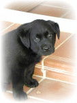 Buda - Labrador Retriever Mâle (1 an)