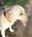 doly - Labrador Retriever (13 ans)