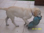 Imogen - Labrador Retriever (6 mois)