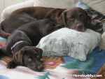 Max and Abigail - Labrador Retriever