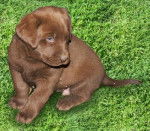 Nina - Labrador Retriever