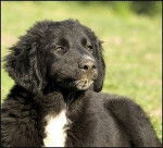 Adhran - Labrador Retriever M&acirc;le (9 mois)