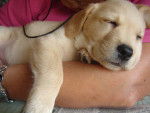 Mas chiquita!!! - Labrador Retriever (1 mois)